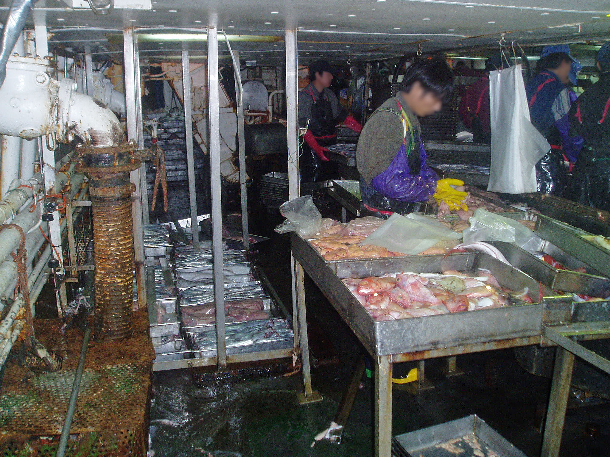 Workers in a fish processing factory
