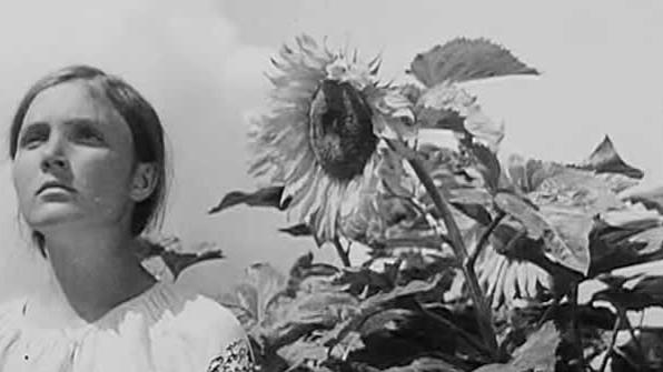 darya dovzhenko