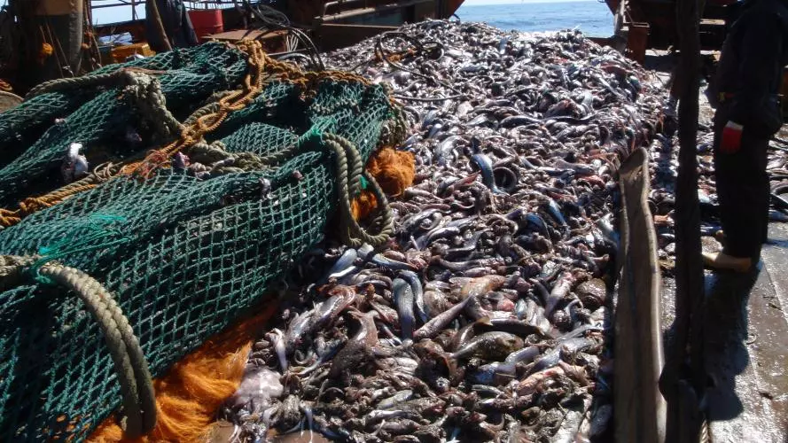 Piles of thousands of small fish on the wooden deck of a boat