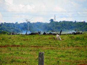 Cattle grazing on grassland in front of burning logs and forest